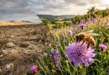 LES ABEILLES DANS CINQUANTE ANS